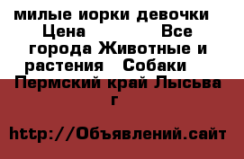 милые иорки девочки › Цена ­ 15 000 - Все города Животные и растения » Собаки   . Пермский край,Лысьва г.